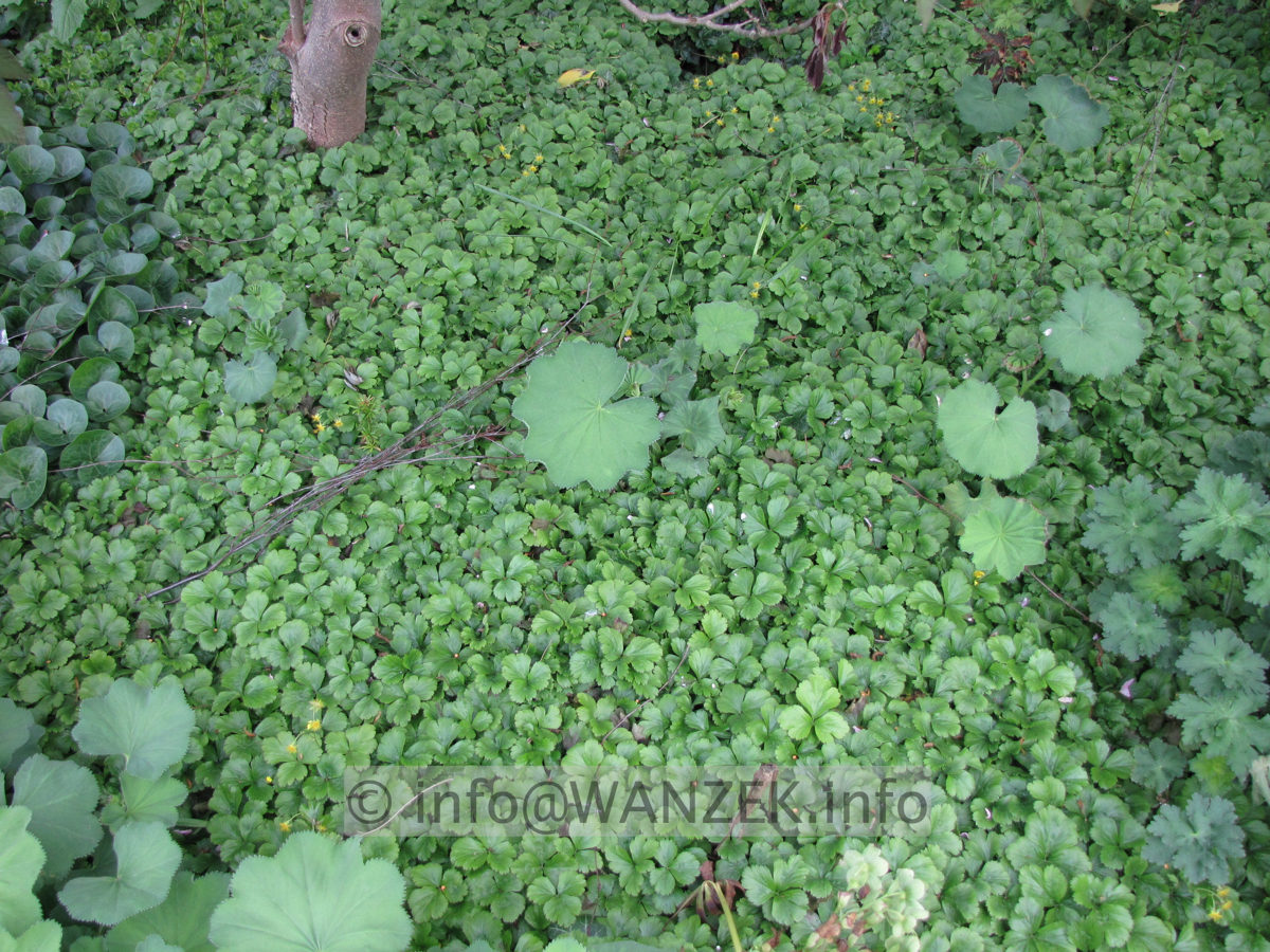 Waldsteinia ternata 02 Teppich ohne Bluete.JPG